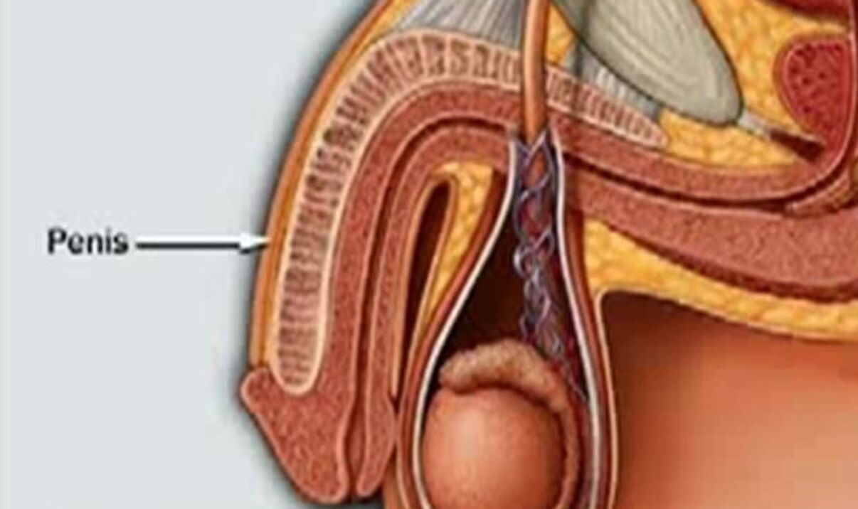 struktura penisu a jak jej zvětšit